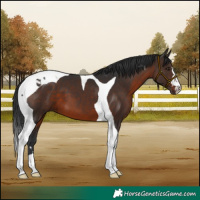 Horse Color:Brown Tobiano 