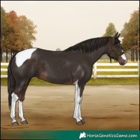Horse Color:Liver Chestnut Tobiano 
