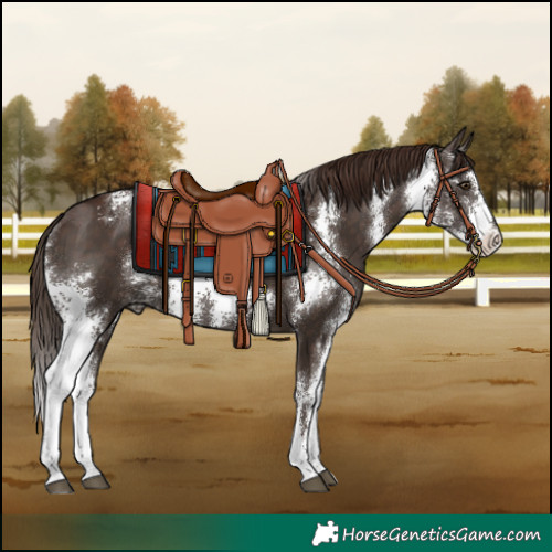 Horse Color:Liver Chestnut Sabino 