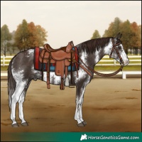 Horse Color:Liver Chestnut Sabino