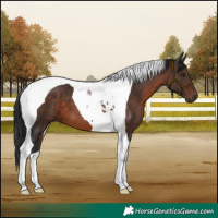 Horse Color:Brown Tobiano 