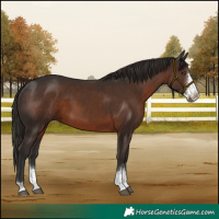 Horse Color:Liver Chestnut Sabino 