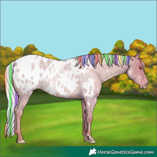 Horse Color:Painted Watercolor Silver Classic Champagne Roan Appaloosa 