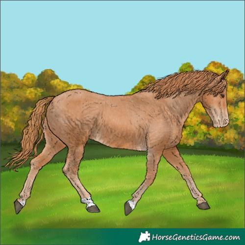 Horse Color:Chestnut Appaloosa