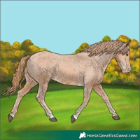 Horse Color:Chestnut Appaloosa 