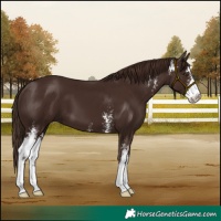 Horse Color:Liver Chestnut Sabino 