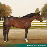 Horse Color:Liver Chestnut 