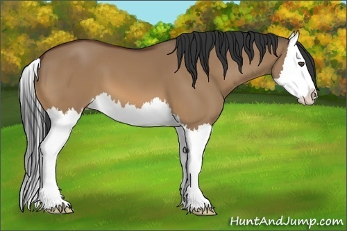 Horse Color:Bay Dun Splash 