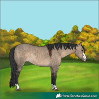 Horse Color:Brown Dun Rabicano 