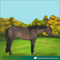 Horse Color:Brown Dun Rabicano 