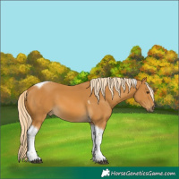 Horse Color:Palomino Tobiano 