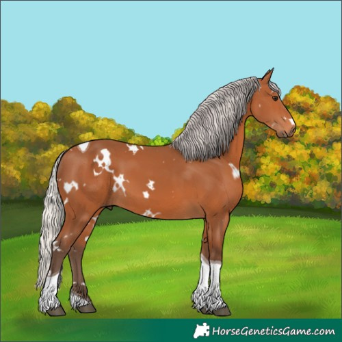 Horse Color:White Spotted Silver Bay Tobiano 