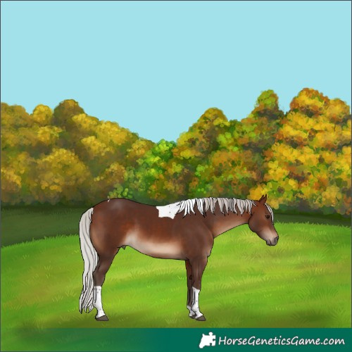 Horse Color:Silver Brown Sabino Tobiano 