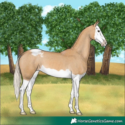 Horse Color:Palomino Splash Appaloosa