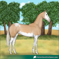 Horse Color:Palomino Splash Varnish
