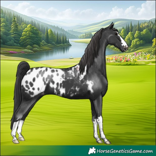 Horse Color:Black Blanket