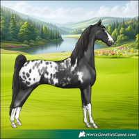 Horse Color:Black Appaloosa 