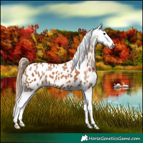 Horse Color:Chestnut Splash Appaloosa