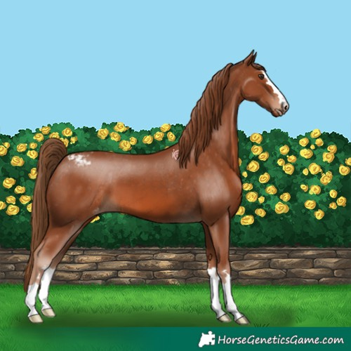 Horse Color:Chestnut Appaloosa 