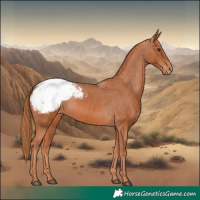 Horse Color:Chestnut Appaloosa