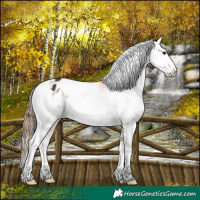 Horse Color:Buckskin Varnish