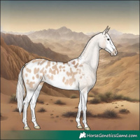 Horse Color:Silver Bay Dun Splash Appaloosa 