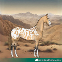 Horse Color:Buckskin Blanket