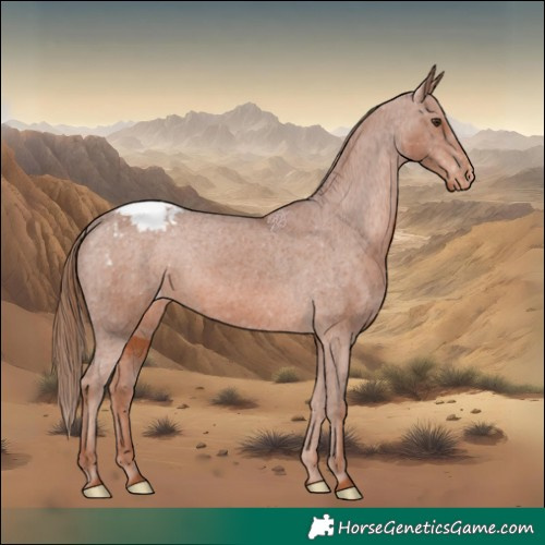 Horse Color:Chestnut Appaloosa