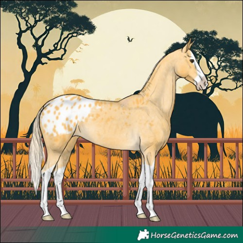 Horse Color:Palomino Splash Appaloosa 