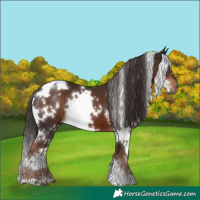 Horse Color:White Spotted Liver Chestnut 