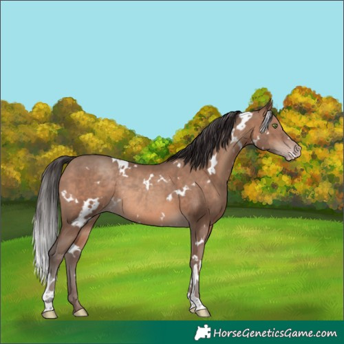 Horse Color:White Spotted Sable Champagne Rabicano 