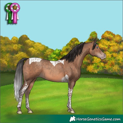 Horse Color:Sable Champagne Tobiano