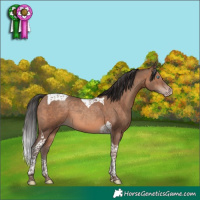 Horse Color:Sable Champagne Tobiano