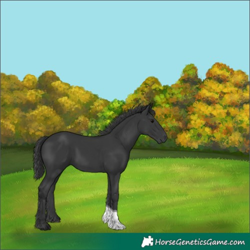 Horse Color:Black Tobiano 