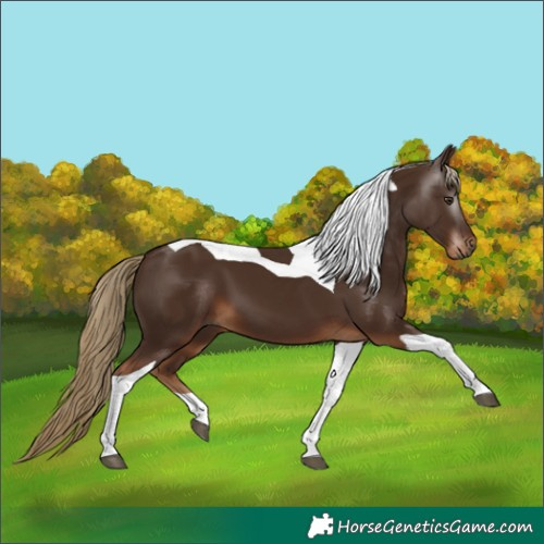Horse Color:Gray Chestnut Tobiano 