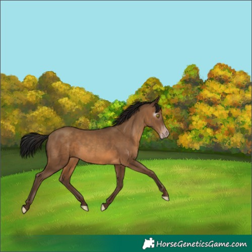 Horse Color:Gray Amber Champagne 