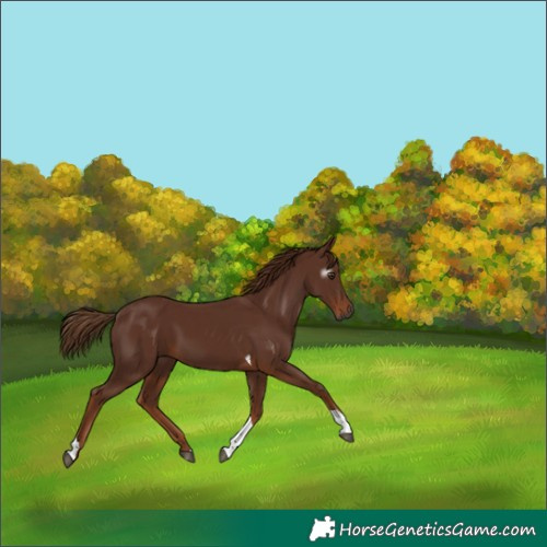 Horse Color:Gray Chestnut Tobiano 