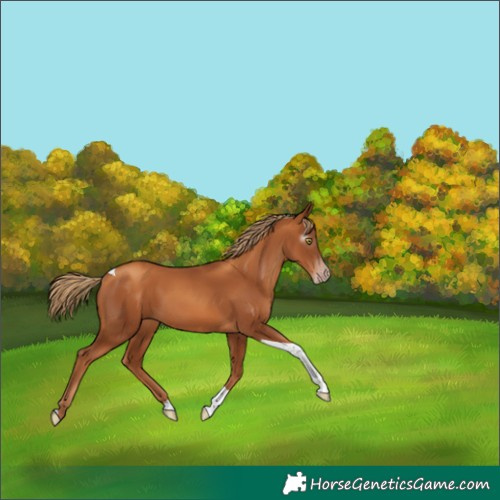 Horse Color:Gray Gold Champagne Tobiano 