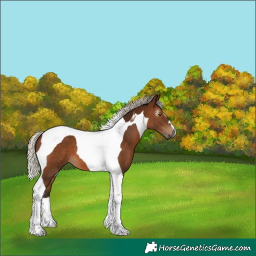 Horse Color:Gray Silver Bay Tobiano 