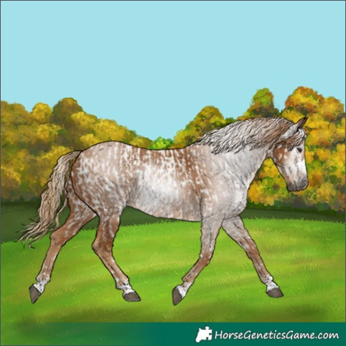 Horse Color:Gray Chestnut Appaloosa  and Gray Chestnut 