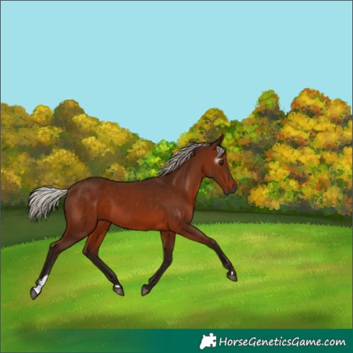 Horse Color:Gray Silver Bay 