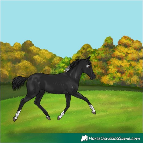 Horse Color:Gray Black Tobiano 