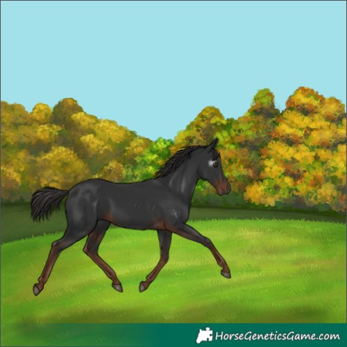 Horse Color:Gray Liver Chestnut 