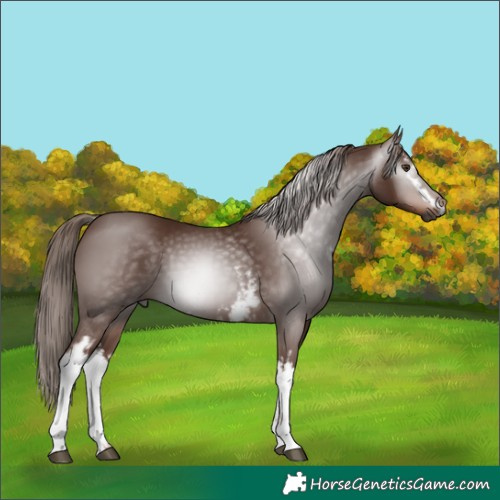 Horse Color:Gray White Spotted Chestnut 