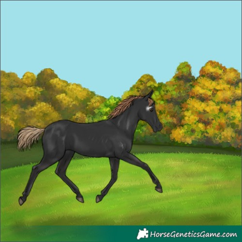 Horse Color:Gray Liver Chestnut 