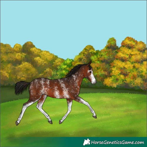 Horse Color:Gray White Spotted Bay 