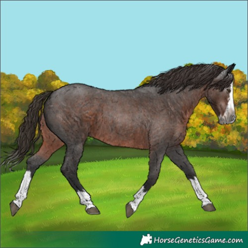 Horse Color:Gray Liver Red Roan Splash 