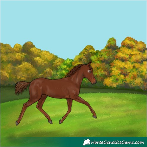 Horse Color:Gray Chestnut 