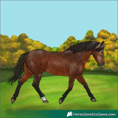 Horse Color:Gray Bay 