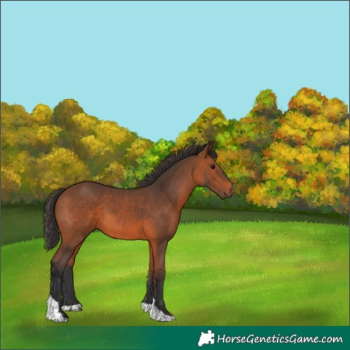 Horse Color:Bay Tobiano 